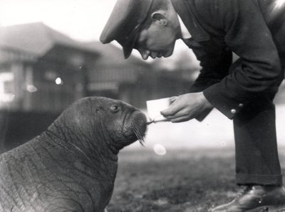 1923年にセイウチにタラ肝油を与える飼育員アーサーチャンドラー 作： Frederick William Bond